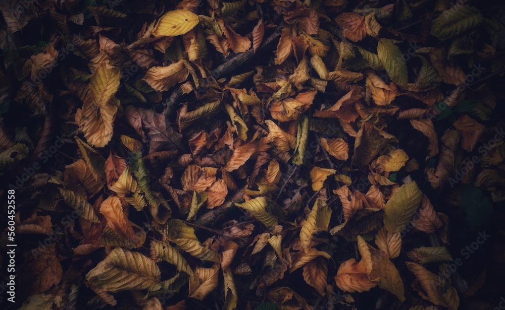 leaves on the ground