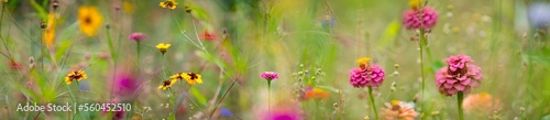 beautiful meadow flowers with nice bokeh - soft focus art floral background