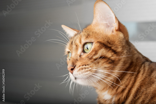 Head of an adult Bengal cat. Close-up.