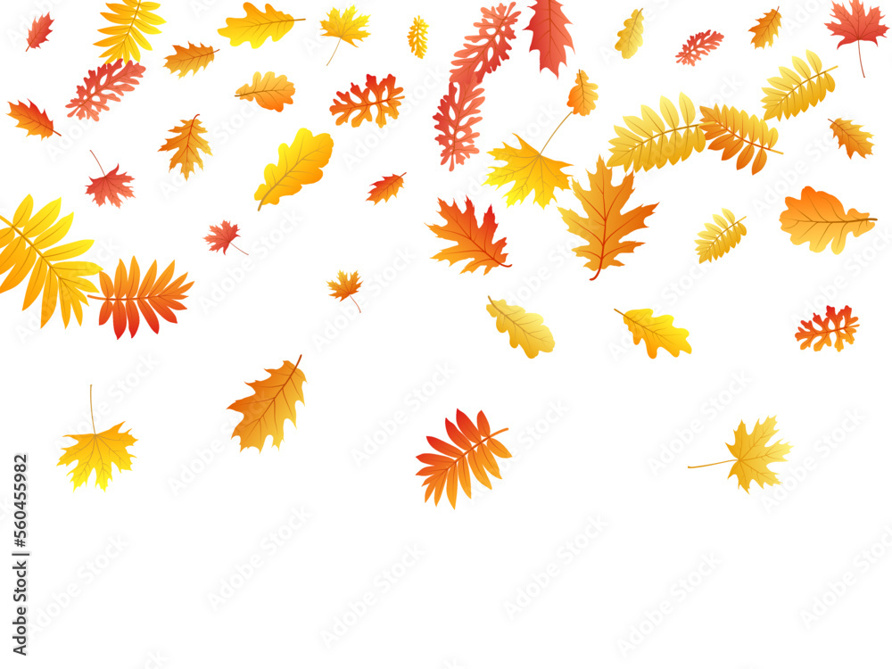 Oak, maple, wild ash rowan leaves vector, autumn foliage on white background.