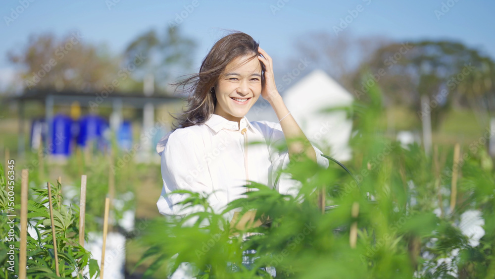 A woman worker working in outdoor marijuana field, hemp or cannabis plant flower leaves farm lab. Product in laboratory in medical, healthcare, research. Natural food. Ganja narcotic weed. People A woman worker working in outdoor marijuana field, hemp or cannabis plant flower leaves farm lab. Product in laboratory in medical, healthcare, research. Natural food. Ganja narcotic weed. People