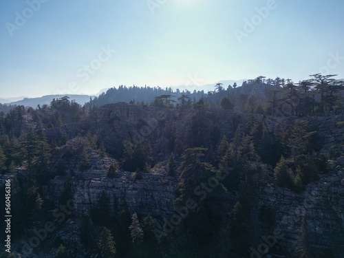 growing region of cedar trees in wild geography © emerald_media
