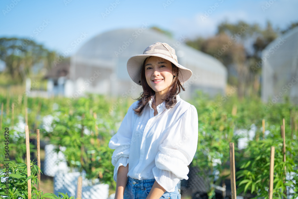 A woman worker working in outdoor marijuana field, hemp or cannabis plant flower leaves farm lab. Product in laboratory in medical, healthcare, research. Natural food. Ganja narcotic weed. People