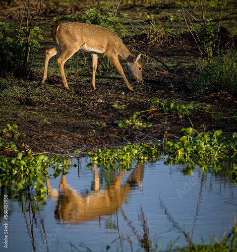 Deer grazes near pond in Myakka State Park