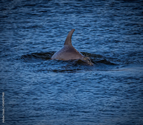 Bottlenose dolphin with dorsal fin, breaks the surface of the water