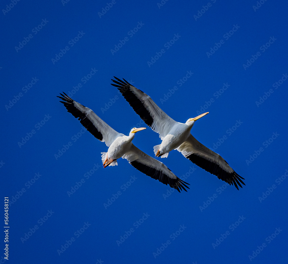 Fototapeta premium Pair of beautiful white pelicans flying close together and blue