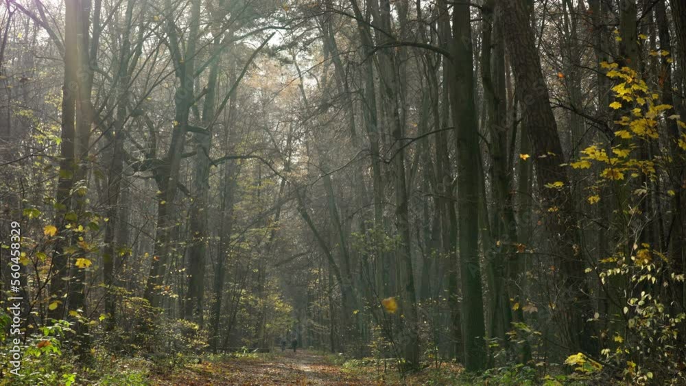 custom made wallpaper toronto digitalvelvet light in the autumn forest