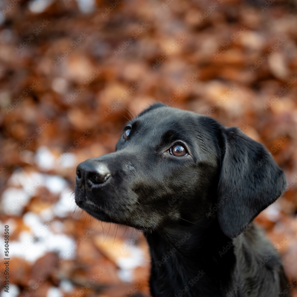 Portrait of a beautiful young black labrador retriever
