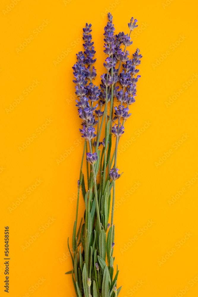 Fototapeta premium Bunch of blooming lavender on a yellow background