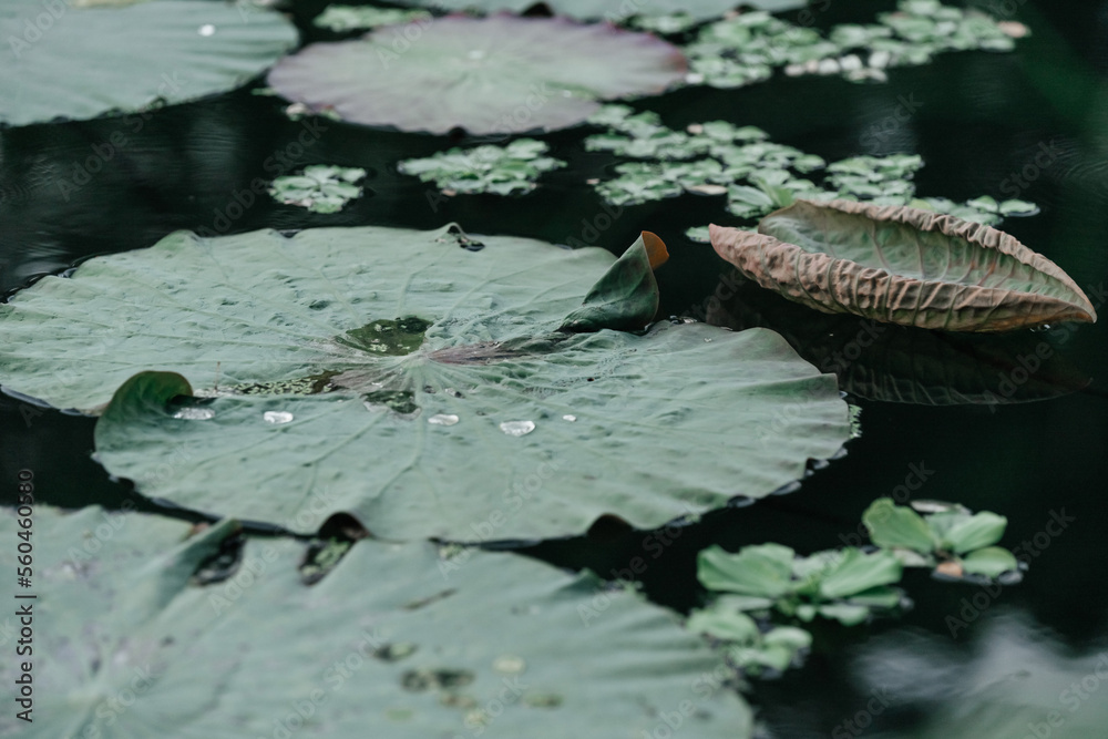 texture of aquatic plants and leaves texture of aquatic plants and leaves