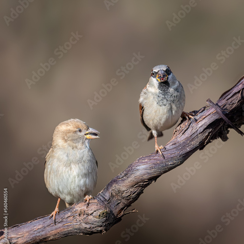 House sparrow Passer domesticus © Hauk Tamás