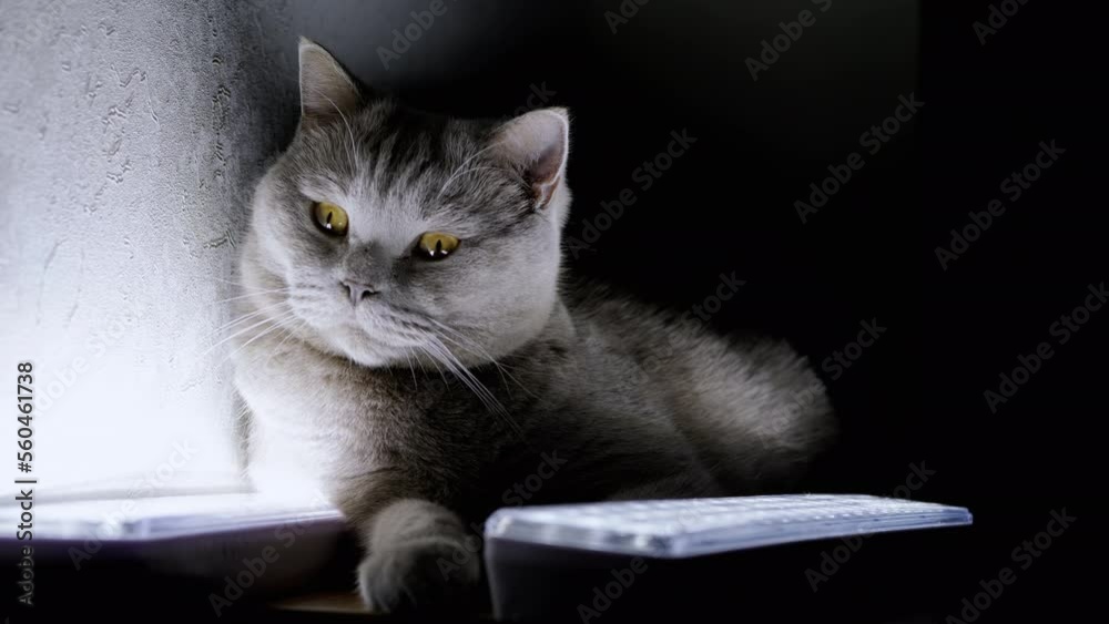 Gray Fluffy Domestic Cat is Resting near the Glowing LED Lamps on Table. Charming sleepy pet licks wool in a dark room. Shutdown of electricity. Light saving mode. Mysterious atmosphere. War. Pets.