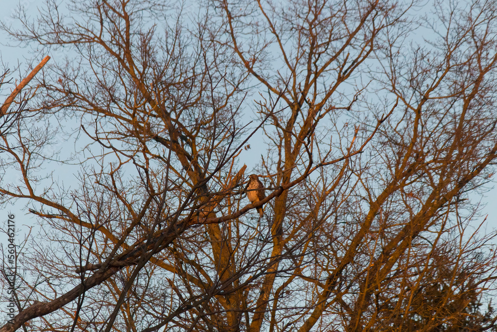 This red-shouldered hawk was sitting in this tree the other day when I took this picture. The glow of the setting sun was hitting him at the time showing why they call it golden hour. This red-shouldered hawk was sitting in this tree the other day when I took this picture. The glow of the setting sun was hitting him at the time showing why they call it golden hour.