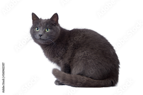 Canvas Print gray cat isolated against a white background