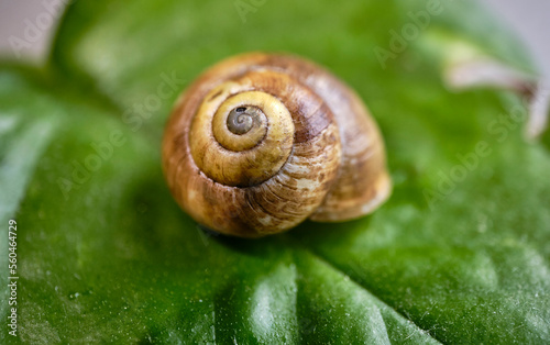 A snail's house in a green suburb