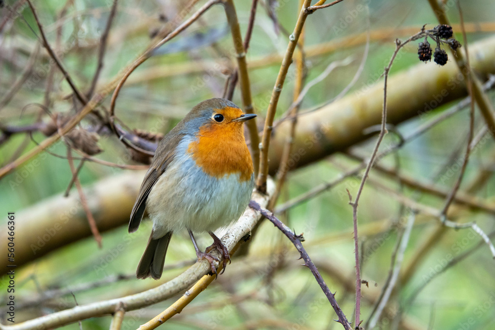 Fototapeta premium cute robin bird perched on a branch with a blurred green background