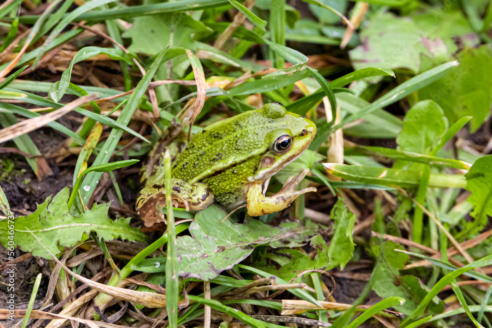 little green frog (Pelophylax esculentus) in the green grass. little green frog (Pelophylax esculentus) in the green grass.