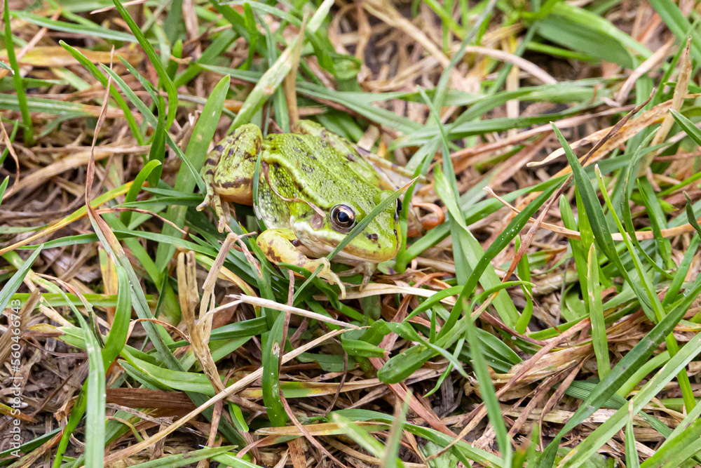 little green frog (Pelophylax esculentus) in the green grass. little green frog (Pelophylax esculentus) in the green grass.