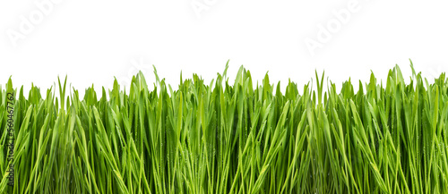 PNG Fresh green grass isolated on transparent background