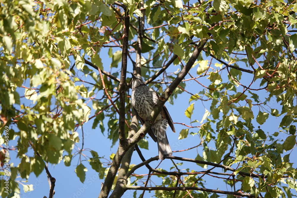 冬の朝のヒヨドリ