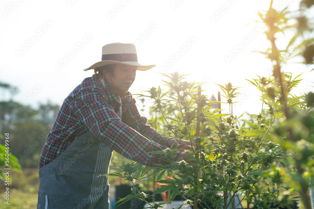 A woman farmer working in outdoor marijuana field, hemp or cannabis plant flower leaves farm lab. Product in laboratory in medical, healthcare, research. Natural food. Ganja narcotic weed. People A woman farmer working in outdoor marijuana field, hemp or cannabis plant flower leaves farm lab. Product in laboratory in medical, healthcare, research. Natural food. Ganja narcotic weed. People