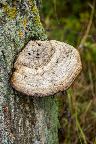 Mushroom tinder fungus (Fomes fomentarius, Polyporaceae). Mushroom tinder fungus on a fruit tree.