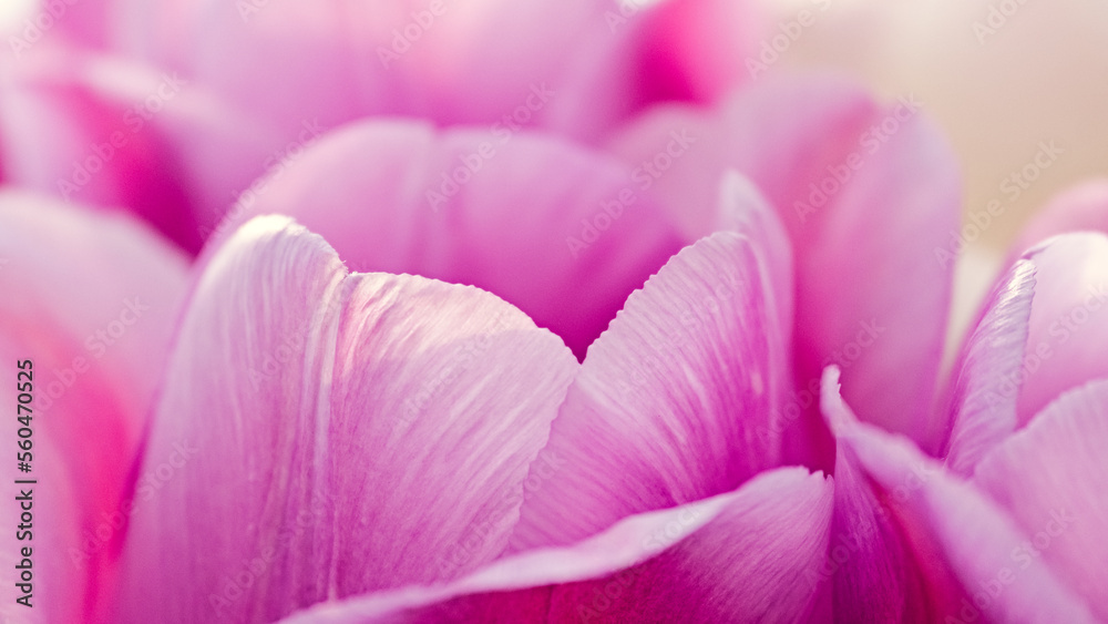 Macro photo of pink tulip flower petals. Botanical background. Tulips close-up