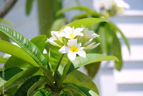 frangipani flower on green background