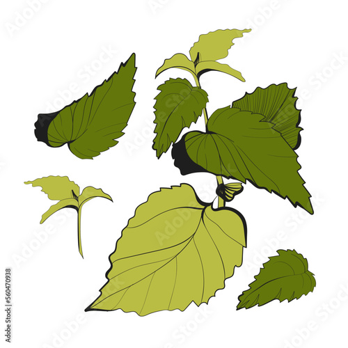 Set of vector mint images