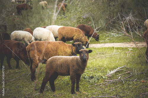 Mothers and young sheep and lambs agreeing in the field. photo