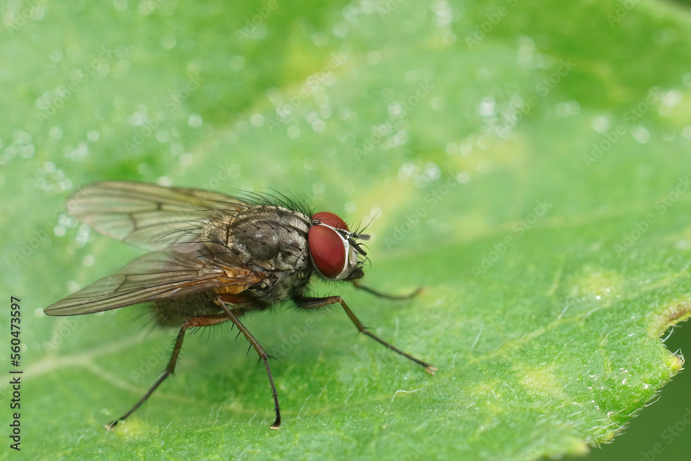 Closeup on a red-eyed EUropean muscidae fly species sitting on a green leaf Closeup on a red-eyed EUropean muscidae fly species sitting on a green leaf
