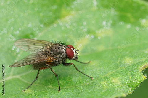Closeup on a red-eyed EUropean muscidae fly species sitting on a green leaf