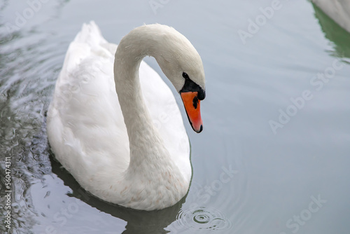 Beautiful white swan on a pond in the park