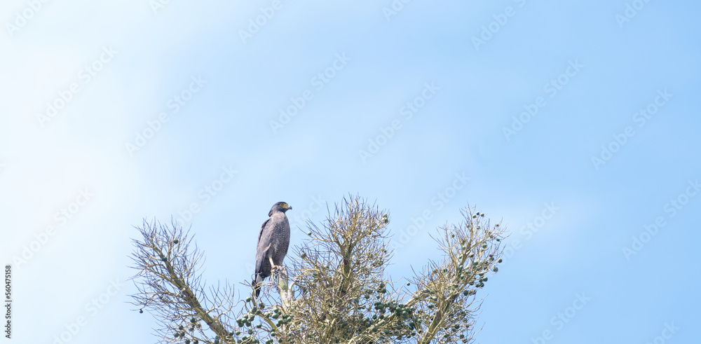The crested serpent eagle (Spilornis cheela) The crested serpent eagle (Spilornis cheela)