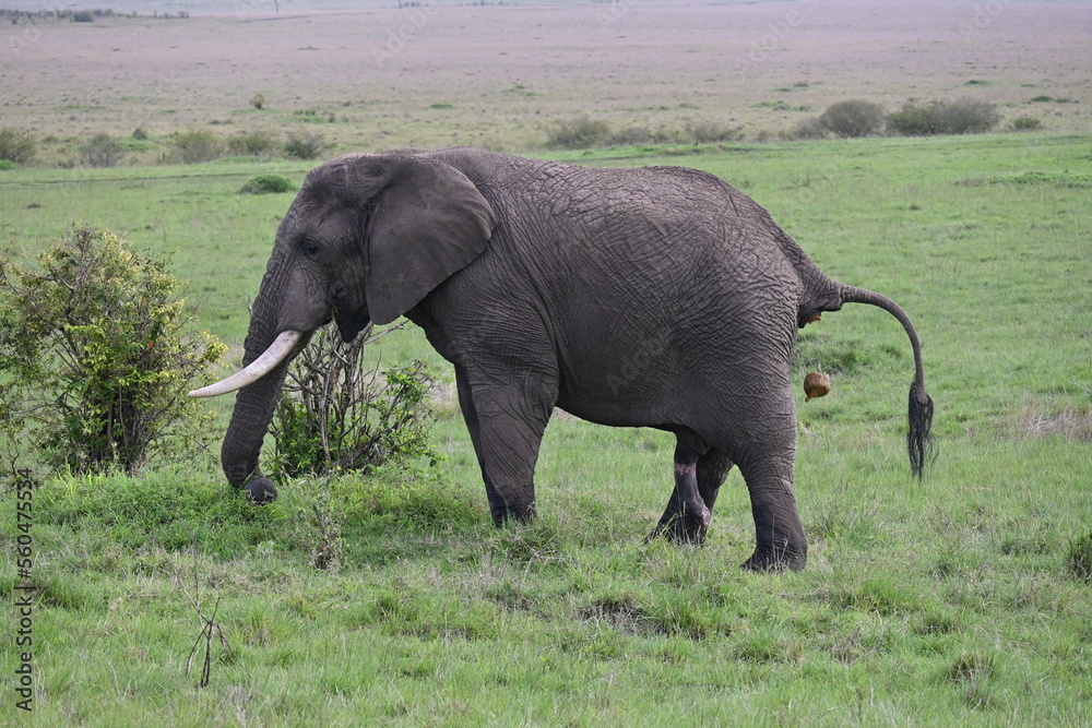 Fototapeta premium Elefante haciendo tres cosas a la vez
