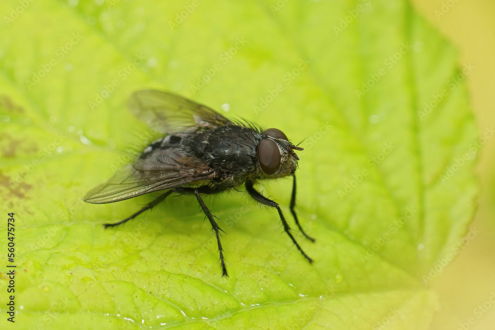 Closeup on the blue bottle fly, Calliphora vicina sitting on a green leaf Closeup on the blue bottle fly, Calliphora vicina sitting on a green leaf