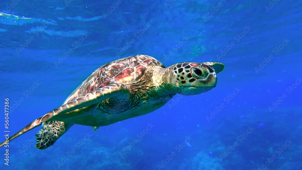 Sea turtle swimming in clear tropical blue water and eating some food - Mayotte