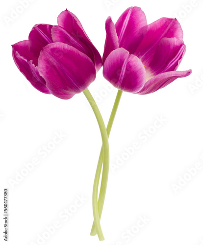 Two lilac tulip flowers isolated on white background cutout #560477380