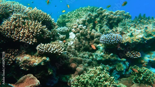 Discovering beautiful corals and fishes in tropical waters in Mayotte - Indian Ocean