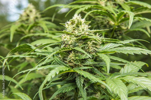 Marihuana