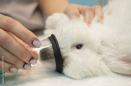 The rabbit lies on the operating table with a mask over its face and falls asleep inhaling gas anesthesia. The doctor holds a mask on the muzzle of a rabbit with his hand so that he falls asleep.