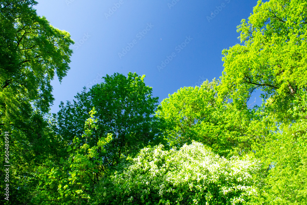 green tree in the park green tree in the park