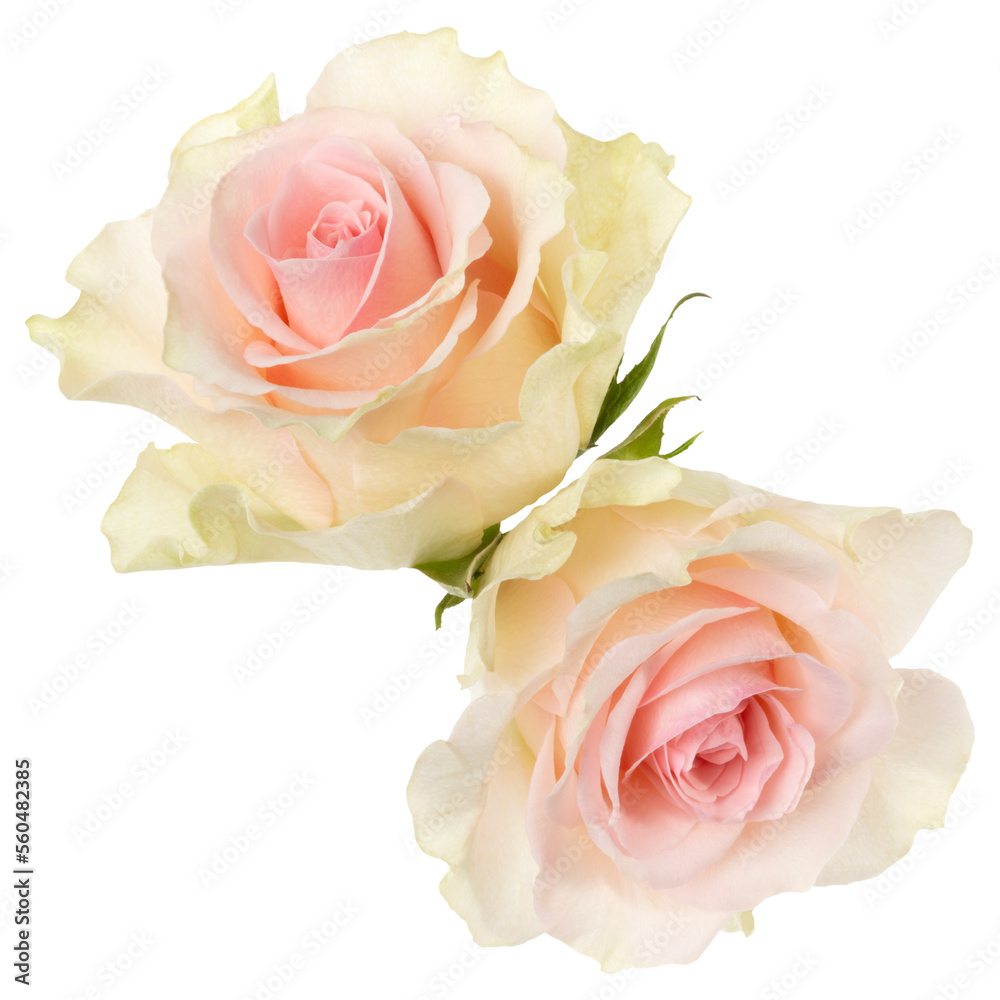 two pink roses isolated on white background closeup. Rose flower ...