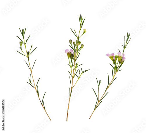Set of pink chamelaucium flowers and buds isolated on white or transparent background