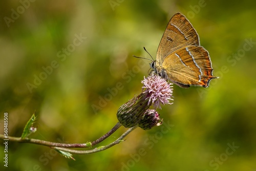 Obraz na płótnie The brown hairstreak, an orange butterfly, sitting on a purple flower sucking necktar. Blurry green background. Sunny summer day in nature. w salonie