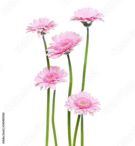 Vertical pink gerbera flowers with long stem isolated on white background. Spring bouquet.
