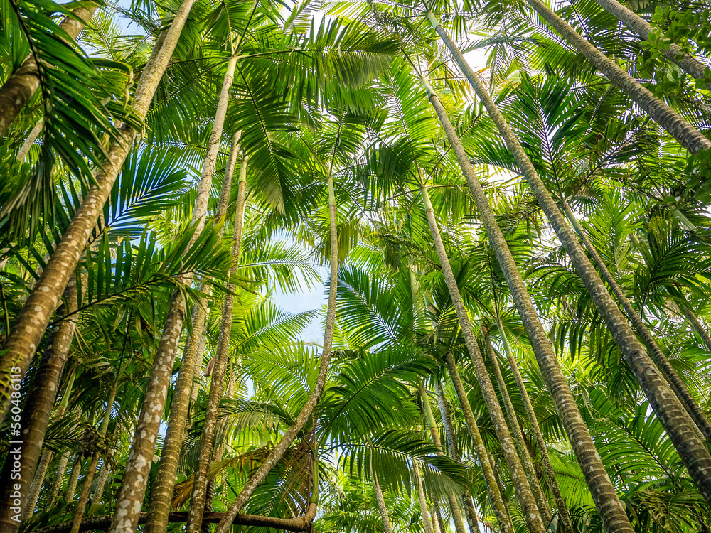 Obraz premium jungle