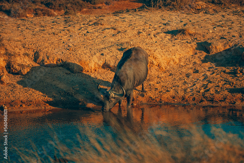 Foto African buffalo / Cape buffalo (Syncerus caffer) with Red billed oxpecker (Bupha