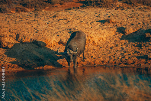 Canvastavla African buffalo drink / Cape buffalo (Syncerus caffer) with Red billed oxpecker
