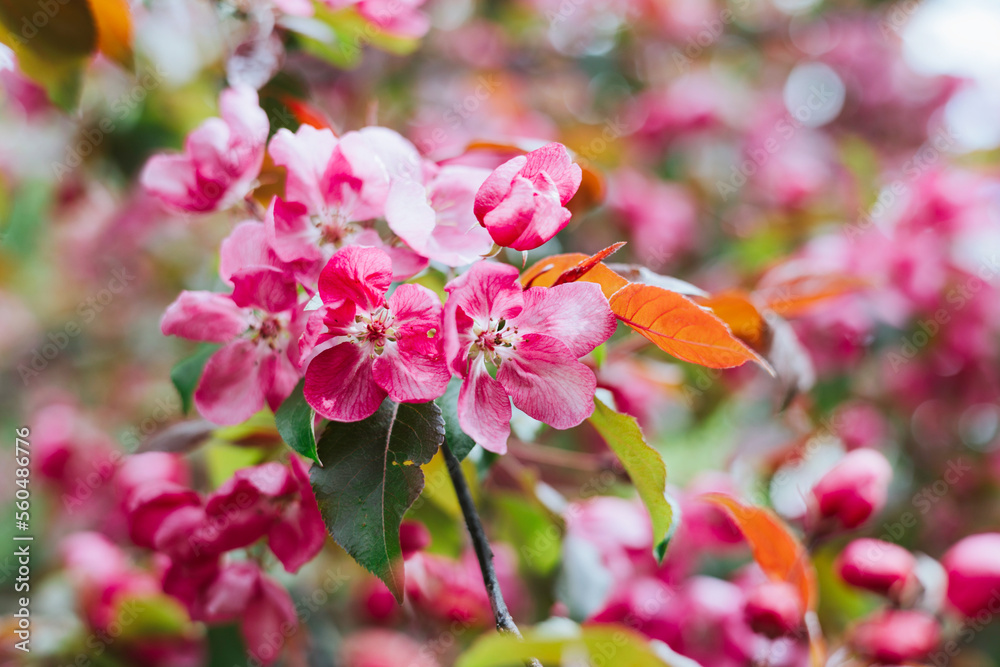 Obraz premium branches of pink blooming Apple tree, large tender white buds as a symbol of spring, beauty in nature, natural background of flowers, spring banner